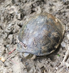 Cuora amboinensis kamaroma