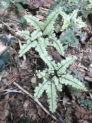 Adiantum flabellulatum