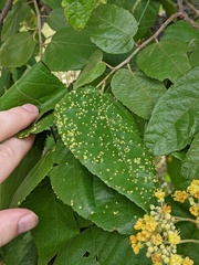 Aceria guazumae