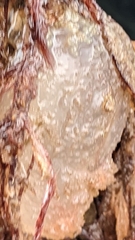 Ascidiella aspersa