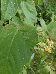 Aceria guazumae