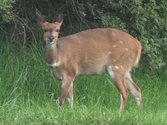Tragelaphus sylvaticus sylvaticus