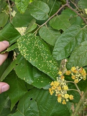 Aceria guazumae