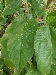 Aceria guazumae