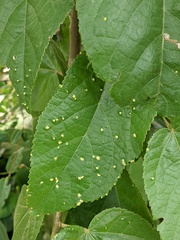 Aceria guazumae