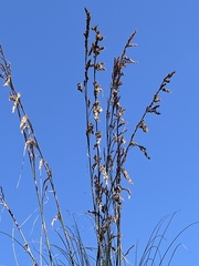 Thamnochortus insignis