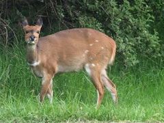 Tragelaphus sylvaticus sylvaticus