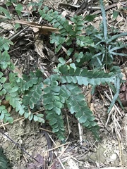 Adiantum flabellulatum
