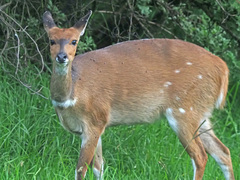 Tragelaphus sylvaticus sylvaticus