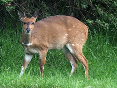 Tragelaphus sylvaticus sylvaticus