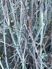Anthyllis cytisoides