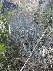 Anthyllis cytisoides