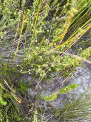 Erica serrata