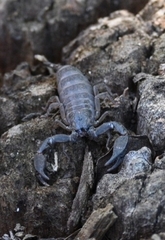Hormurus