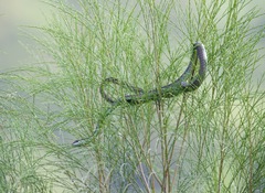 Dendrelaphis fuliginosus