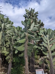 Consolea moniliformis