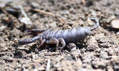 Hormurus