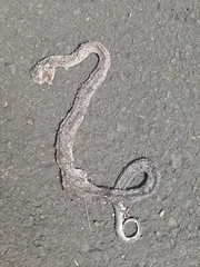 Pareas carinatus