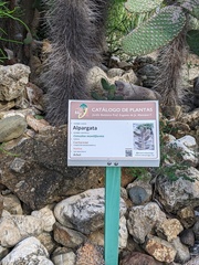 Consolea moniliformis