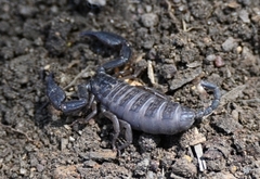 Hormurus