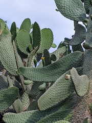 Consolea moniliformis