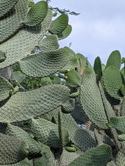 Consolea moniliformis