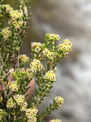 Erica serrata