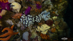 Sycozoa arborescens