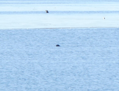 Otariidae