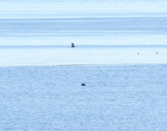 Otariidae