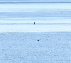 Otariidae