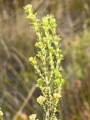 Erica serrata