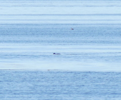 Otariidae
