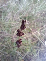 Juncus squarrosus