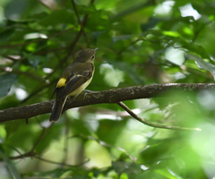 Ficedula zanthopygia