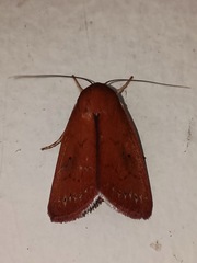 Calymera