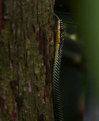 Chrysopelea paradisi