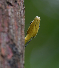 Chrysopelea paradisi