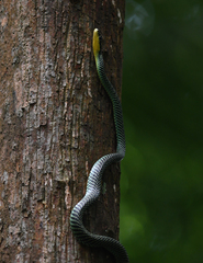 Chrysopelea paradisi
