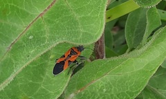 Lygaeus reclivatus