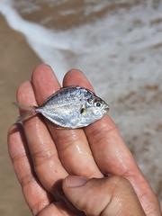 Leiognathidae