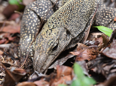 Varanus nebulosus
