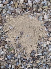 Dorymyrmex antillanus