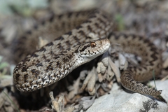 Vipera ursinii