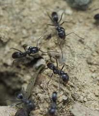 Dorymyrmex antillanus