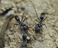 Dorymyrmex antillanus