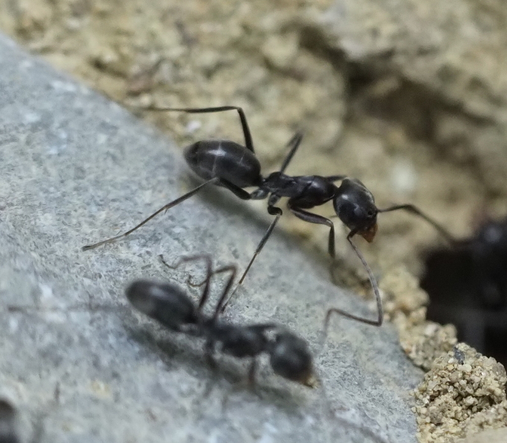 Cone ants