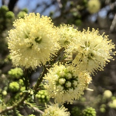 Melaleuca