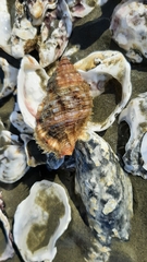 Monoplex pilearis