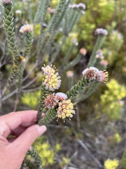 Leucospermum truncatulum